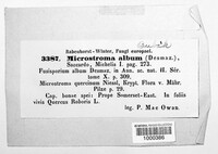 Microstroma album image